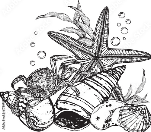 Marine composition of shells, molluscs, algae, snags, starfish, crab. Black and white hand-drawn graphics translated into vector. The illustration  packaging, prints, stickers, posters, postcards