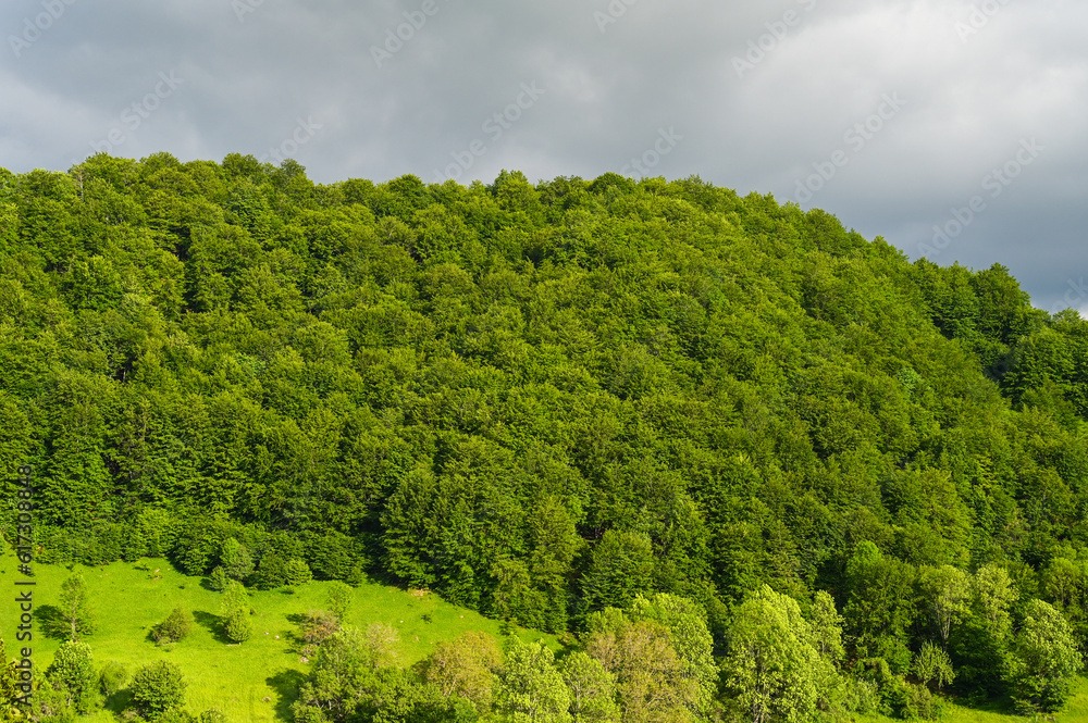 Green forest on mountain. Green trees in spring. Cloudy sky. 