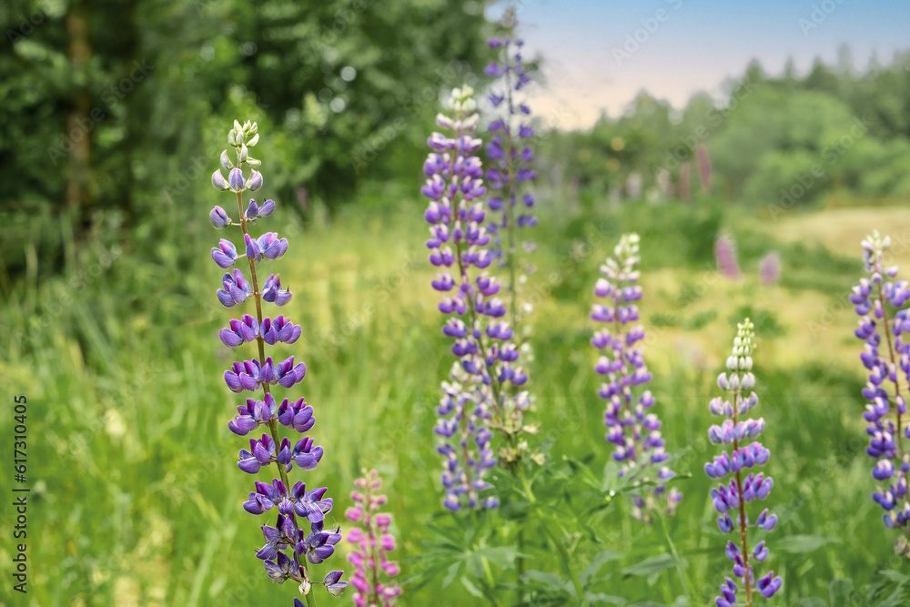 Fototapeta premium Blooming lupine.
