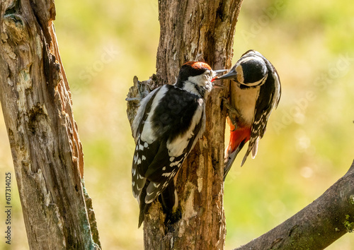 Mother woodpecker feeding juvenile baby on a tree trunk