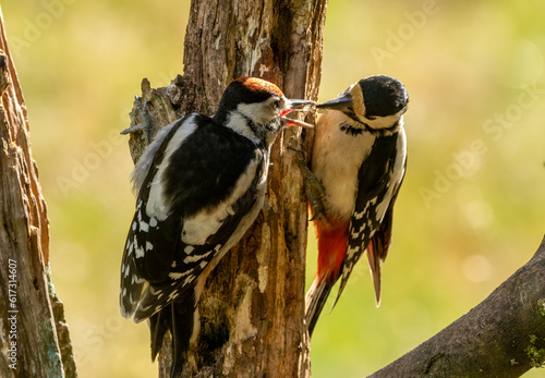 Mother woodpecker feeding juvenile baby on a tree trunk