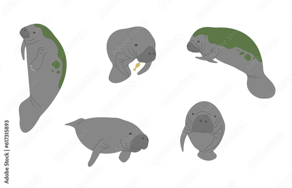 Manatee 1 cute on a white background, vector illustration Manatee 1 cute on a white background, vector illustration