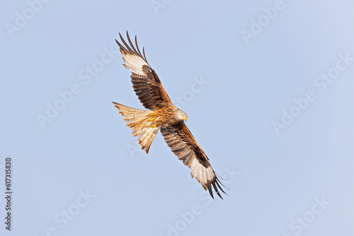 A red kite  Milvus milvus  in flight.