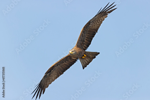 A black kite  Milvus migrans  in flight.