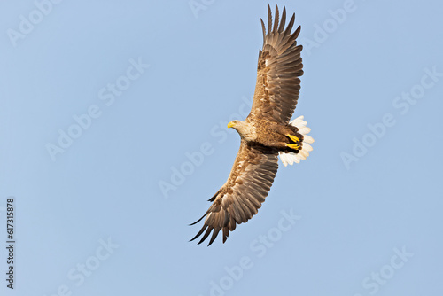 A white-tailed eagle(Haliaeetus albicilla) soaring with spread wings. photo