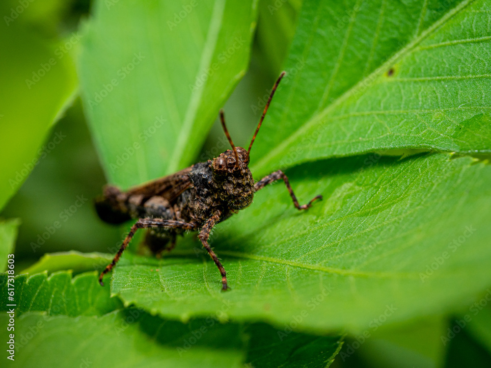 A brown grasshopper is standing on a green leaf