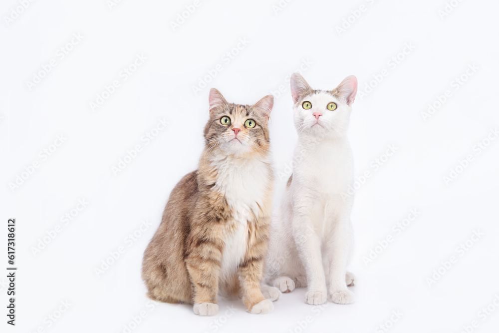 Fototapeta premium Big fluffy Cat with big eyes is sitting next to a white small Cat on a white background. Portrait of two cats. Animal friendship. Animal theme. Close up different two cats. Empty space for text