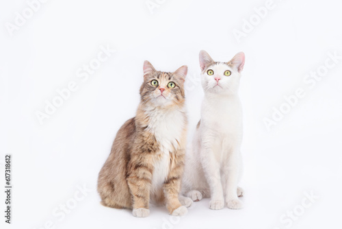 Fototapeta Naklejka Na Ścianę i Meble -  Big fluffy Cat with big eyes is sitting next to a white small Cat on a white background. Portrait of two cats. Animal friendship. Animal theme. Close up different two cats. Empty space for text