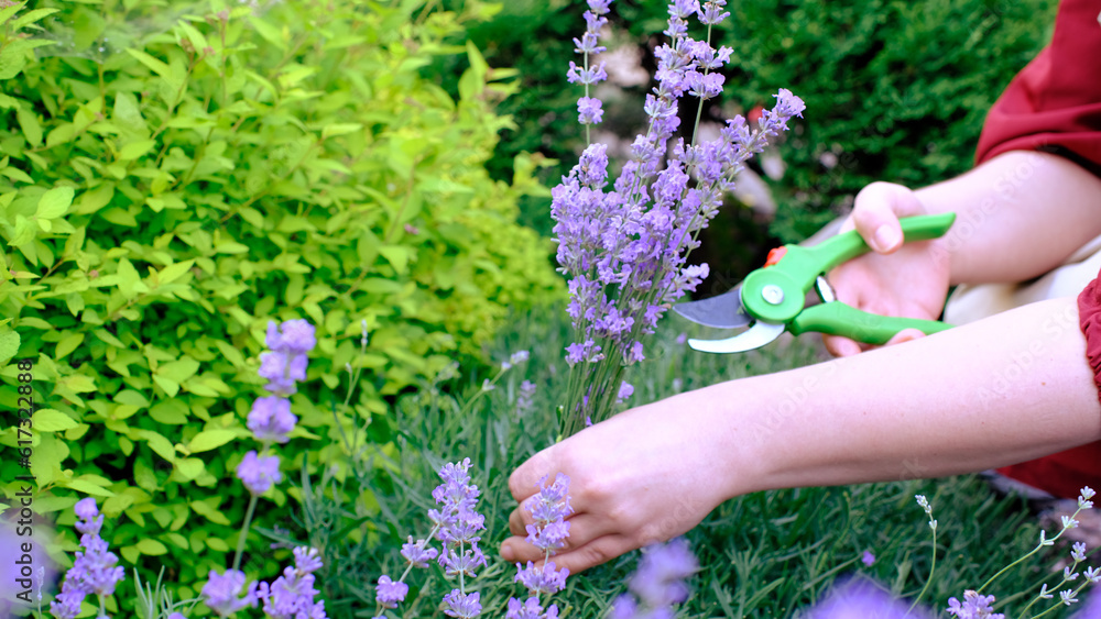Young girl cuts lavender with secateurs. Gardening concept - young woman with pruner cutting and picking lavender flowers at summer garden Young girl cuts lavender with secateurs. Gardening concept - young woman with pruner cutting and picking lavender flowers at summer garden