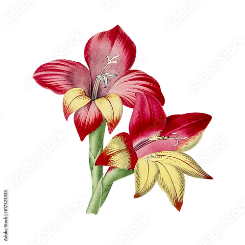 Fototapeta Naklejka Na Ścianę i Meble -  Botanical vintage beautiful hand drawn red gladiolus on a transparent background