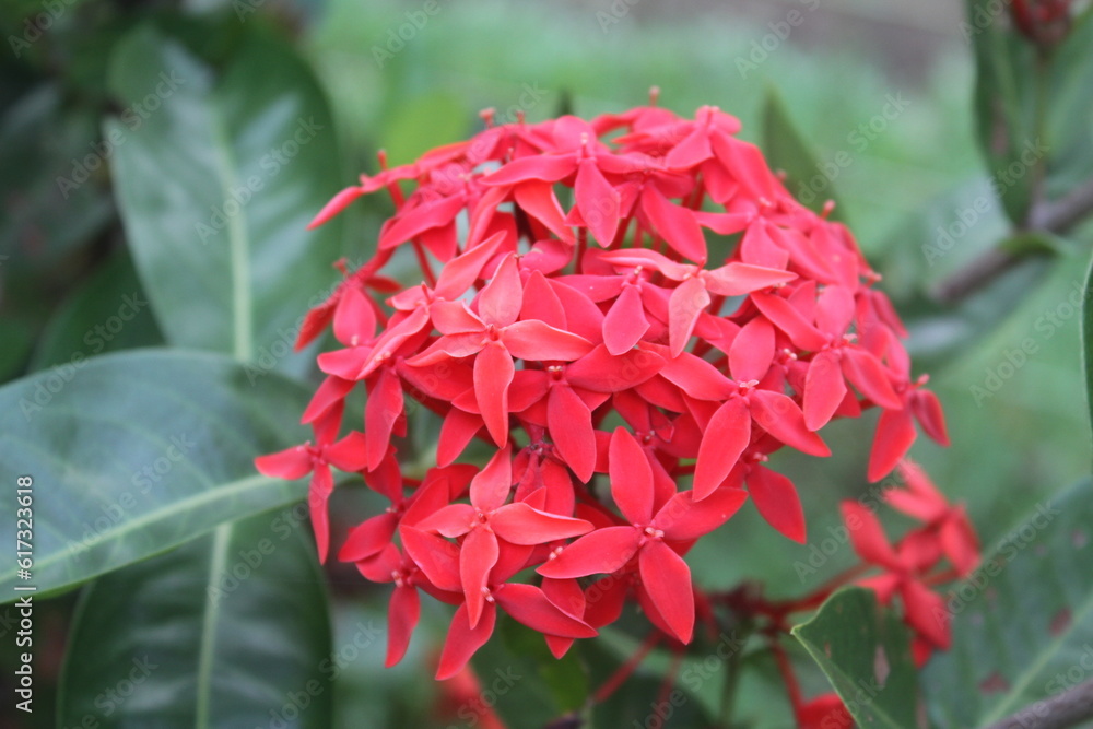 Beautiful Red spike flower. King Ixora blooming (Ixora chinensis). Rubiaceae flower.Ixora flower. Ixora coccinea flower in the garden.
Beautiful Red spike flower. King Ixora blooming (Ixora chinensis). Rubiaceae flower.Ixora flower. Ixora coccinea flower in the garden.