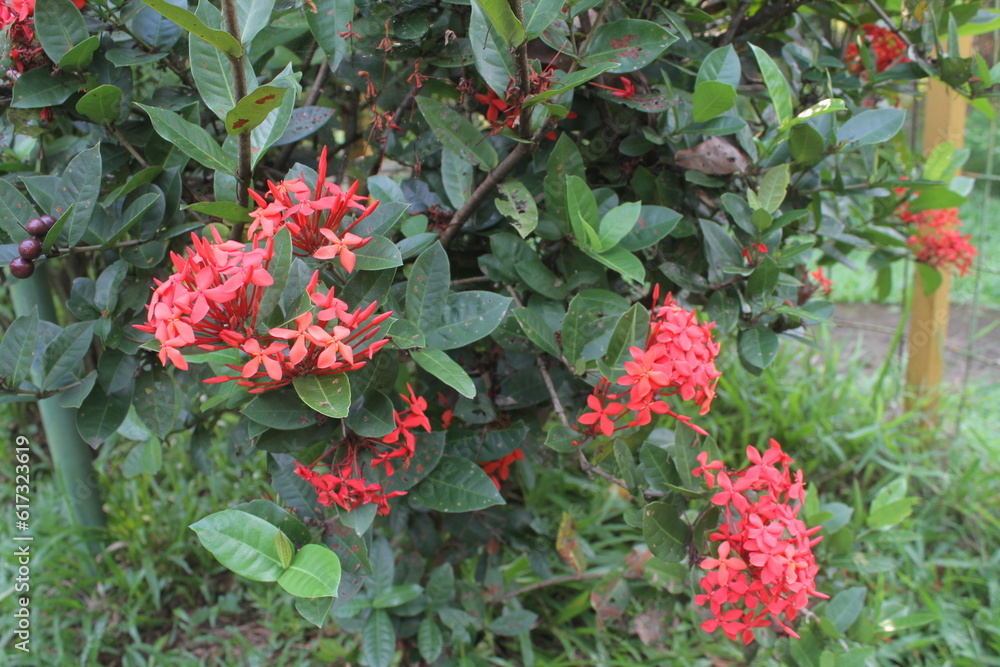 Beautiful Red spike flower. King Ixora blooming (Ixora chinensis). Rubiaceae flower.Ixora flower. Ixora coccinea flower in the garden.
