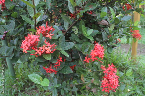 Beautiful Red spike flower. King Ixora blooming (Ixora chinensis). Rubiaceae flower.Ixora flower. Ixora coccinea flower in the garden.
 photo