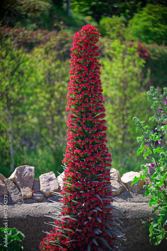 Vertical photo of blooming Echium Wildpretii in a garden. Rare plant endemic to the Canary Islands but spotted in Ireland.