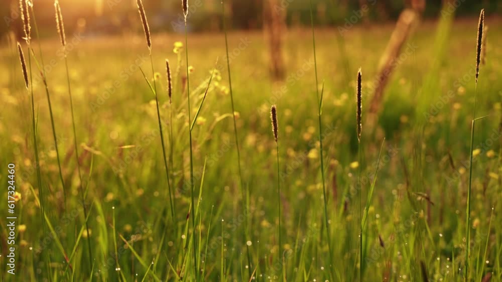 A meadow in the morning sun. Sunrise on the field. A meadow in the morning sun. Sunrise on the field.