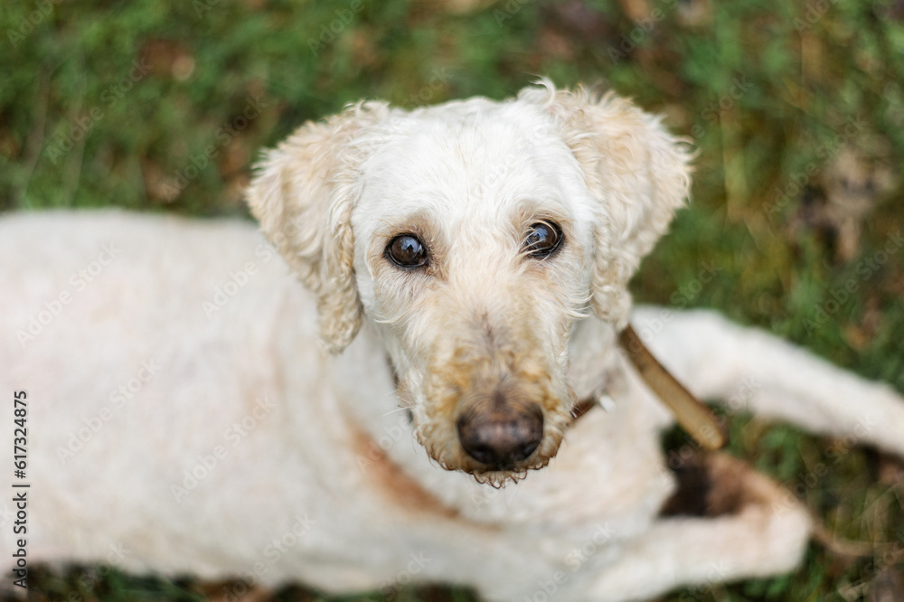 The white dog's muzzle looks into the camera. A large royal poodle trimmed in the park. The white dog's muzzle looks into the camera. A large royal poodle trimmed in the park.