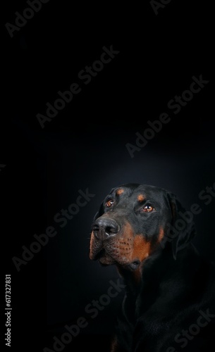 portrait panoramic of a doberman in black background 