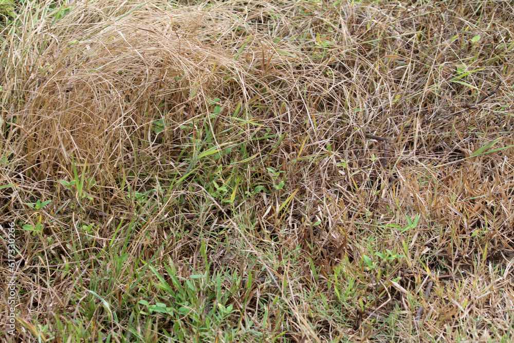 Yellow dry grass background, withered grass
Yellow dry grass background, withered grass