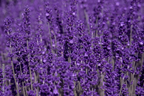 Lavender flower blooms on the field. Blooming fragrant lavender flowers on a field.