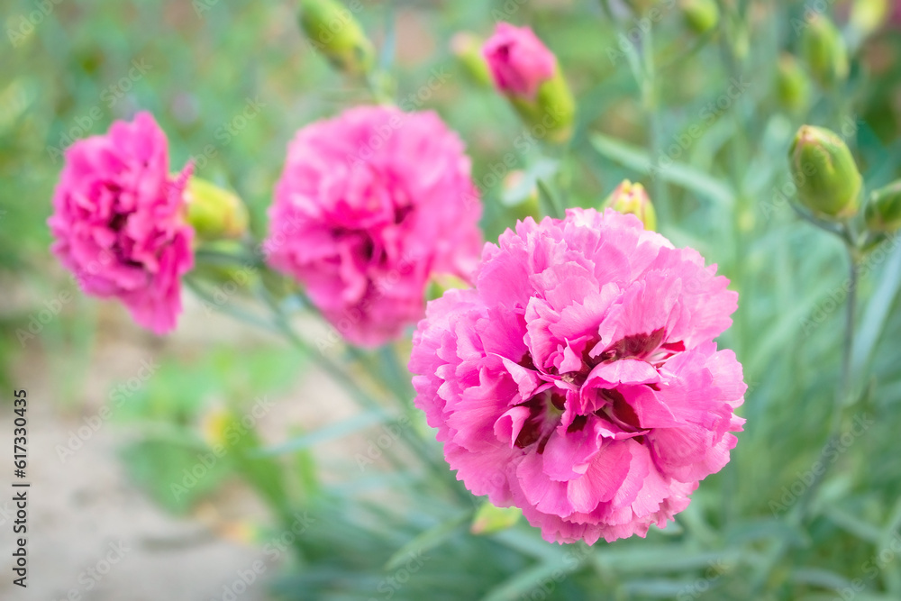 Pink beautiful flower. A flower in the field. Pink carnation close up