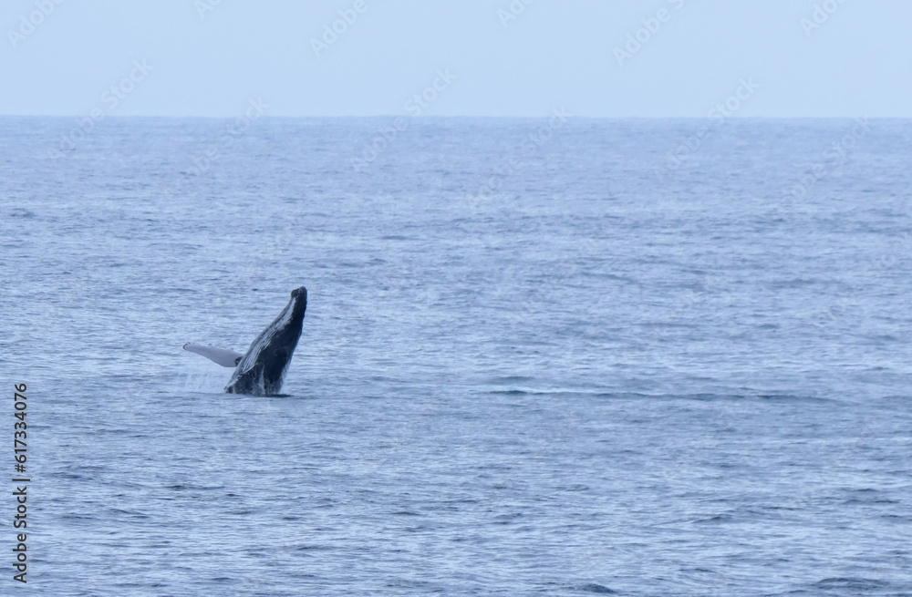 Fototapeta premium Baleine