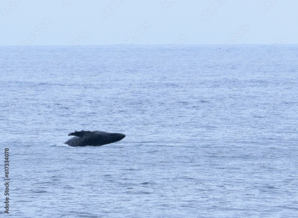 Fototapeta premium Baleine