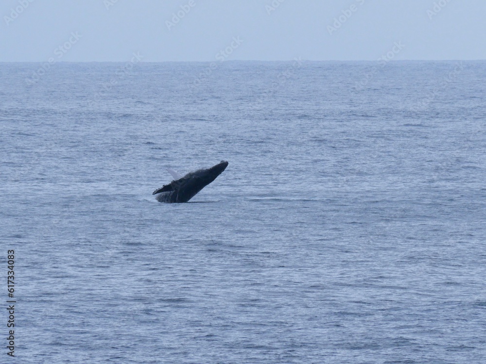 Fototapeta premium Baleine