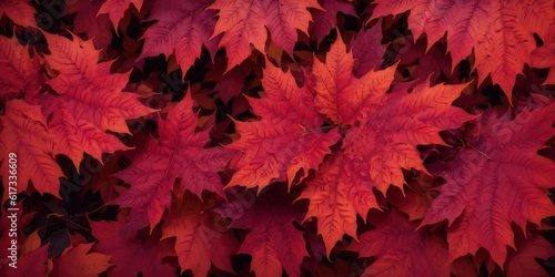 Autumn background from colorful red leaves close up.