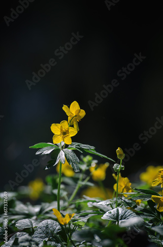 Fototapeta Naklejka Na Ścianę i Meble -  MEADOW IN THE SUMMER - Blooming yellw flowers in the sunlight
