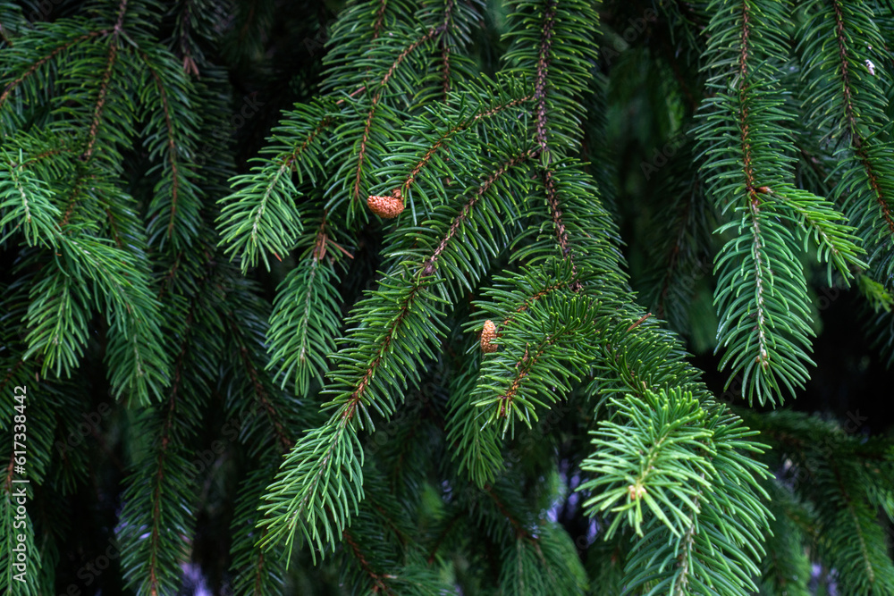 Flowering of a coniferous spruce tree with the formation of buds. Flowering of a coniferous spruce tree with the formation of buds.