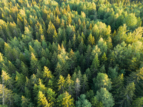A beautiful Estonian landscape, a spruce forest, shot from a height by a drone on a summer day.