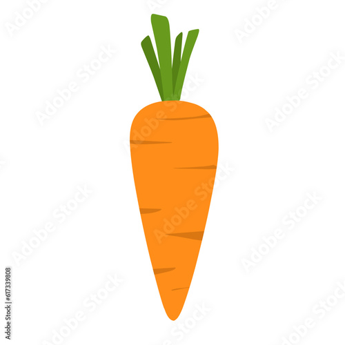 Carrot Illustration, raw carrot