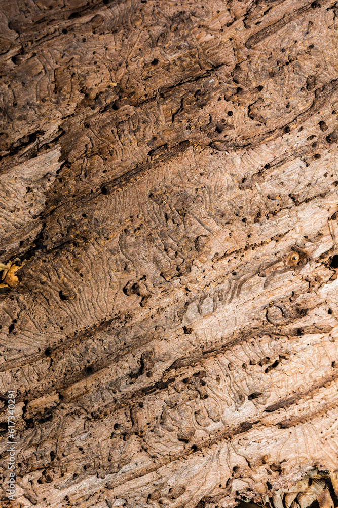 Natural pattern on the inside of the bark with traces of bark beetle feeding. Natural pattern on the inside of the bark with traces of bark beetle feeding.