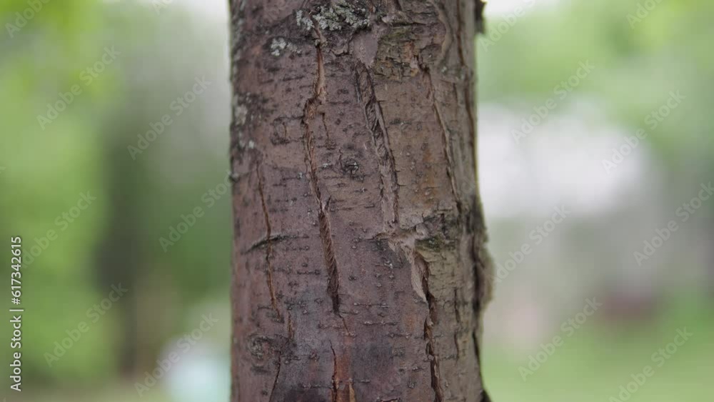 Tree close-up. The bark of an old tree. The camera moves from top to bottom. Tree close-up. The bark of an old tree. The camera moves from top to bottom.
