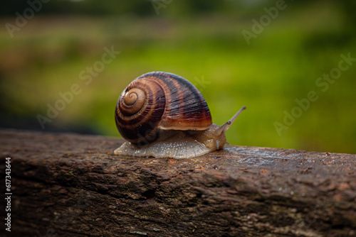 A snail crawls on a tree against a background of greenery