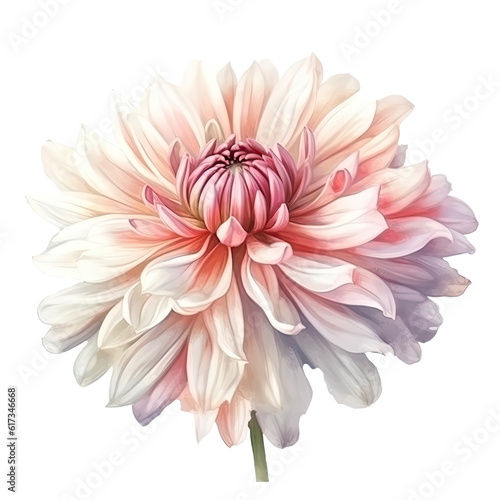 Soft Pink Chrysanthemum Flower Isolated Background.