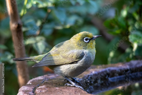 Cape white-eye isolated in a garden in Gauteng, South Africa photo