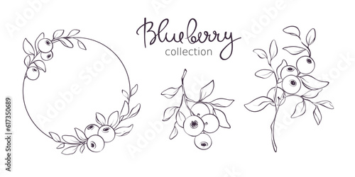 Blueberry - vector illustration. Design elements with a branch with leaves and berries. Sketch in lines, freehand drawing. 