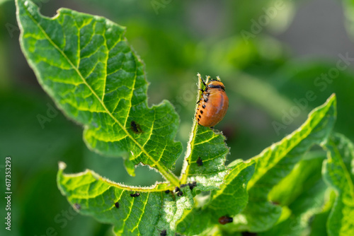 A colorado potato beetle eating the potato leaf © Vitaliy
