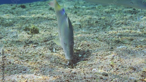 Close-up of Cinnabar Goatfish (Parupeneus heptacanthus) feeding on sand seabed on sunny day bright sunshine, Slow motion photo