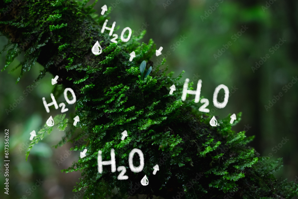 Foto de Concept of H2O cycle of plant Transpiration. Photosynthesis