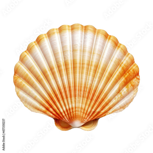 Fotografiet Scallop shell isolated on cutout PNG transparent background
