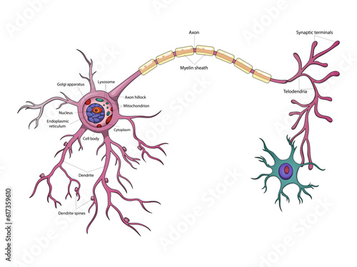 Neuron structure brain cell diagram schematic vector illustration. Medical science educational illustration
