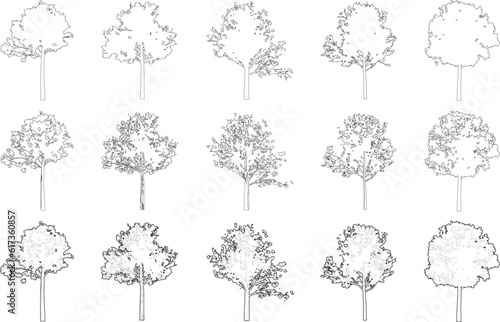 Tree elevation line silhouettes - maple tree