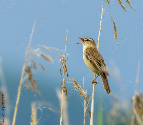 reed warbler, passerine migratory bird, singing photo
