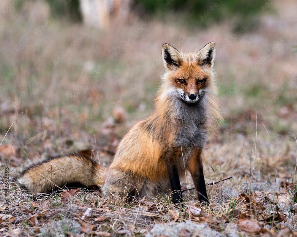 Red Fox Photo Stock. Fox Image. Close-up profile view sitting on white moss and brown leaves in the spring season with blur background and looking at camera in its environment. Red Fox Photo Stock. Fox Image. Close-up profile view sitting on white moss and brown leaves in the spring season with blur background and looking at camera in its environment.
