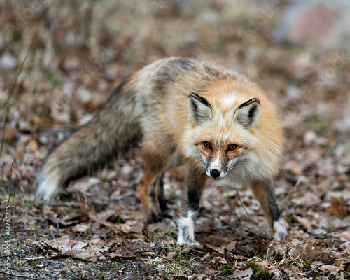 Red Fox Photo Stock. Fox Image. Unique fox close-up profile front view and looking at camera in the spring season in its environment and habitat with blur background  unique face, fur, bushy tail. ©  Aline