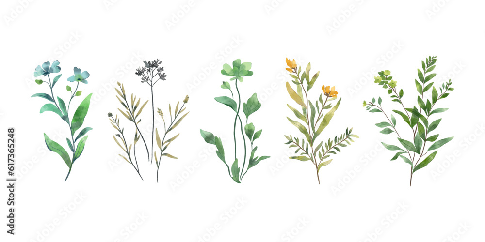 Set of herbs isolated on white background. Watercolour flowers collection