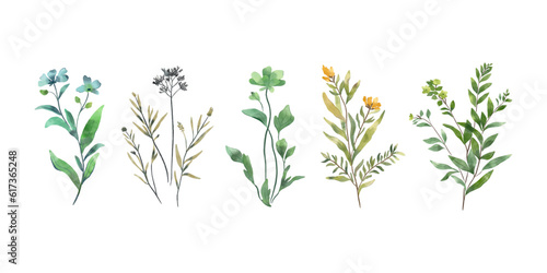 Set of herbs isolated on white background. Watercolour flowers collection