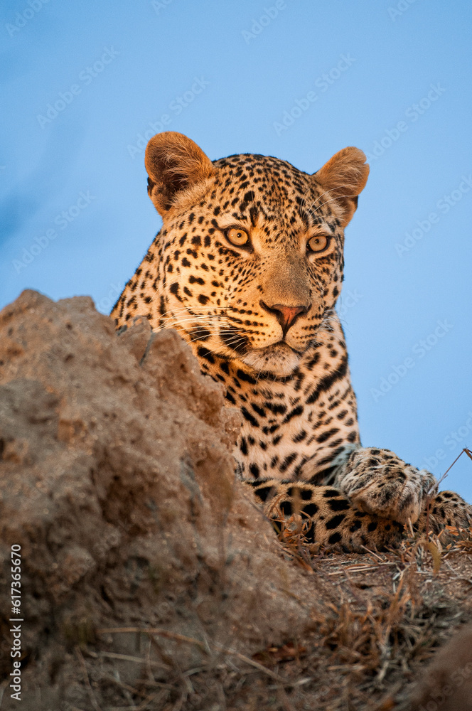Fototapeta premium African Leopard, Panthera